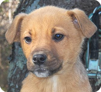 Shepherd (Unknown Type)/Labrador Retriever Mix Puppy for Sale in Sussex, New Jersey - Allie Shepherd (Unknown Type)/Labrador Retriever Mix Puppy for Sale in Sussex, New Jersey - Allie