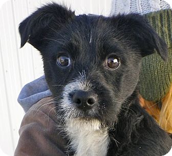Terrier (Unknown Type, Small)/Wirehaired Fox Terrier Mix Puppy for Sale in Brookville, Indiana - Mickey Terrier (Unknown Type, Small)/Wirehaired Fox Terrier Mix Puppy for Sale in Brookville, Indiana - Mickey