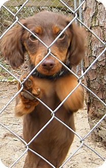 Dachshund Puppy for Sale in anywhere, New Hampshire - Beth Dachshund Puppy for Sale in anywhere, New Hampshire - Beth