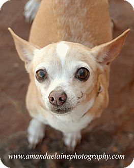 Chihuahua Mix Dog for Sale in Granbury, Texas - Lady Chihuahua Mix Dog for Sale in Granbury, Texas - Lady