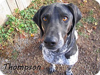 Pointer Mix Dog for Sale in Hamilton, Montana - Thompson Pointer Mix Dog for Sale in Hamilton, Montana - Thompson