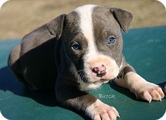 American Pit Bull Terrier Mix Puppy for Sale in Glastonbury, Connecticut - Brock~ADOPTED! American Pit Bull Terrier Mix Puppy for Sale in Glastonbury, Connecticut - Brock~ADOPTED!