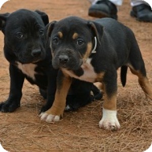 Hound (Unknown Type)/Pit Bull Terrier Mix Puppy for Sale in Athens, Georgia - Tad and Tab Hound (Unknown Type)/Pit Bull Terrier Mix Puppy for Sale in Athens, Georgia - Tad and Tab