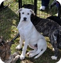 Labrador Retriever/Boxer Mix Puppy for Sale in Huntsville, Alabama - Zena Labrador Retriever/Boxer Mix Puppy for Sale in Huntsville, Alabama - Zena