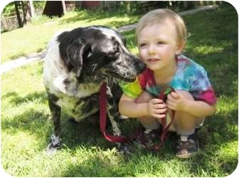 Labrador Retriever/Catahoula Leopard Dog Mix Dog for Sale in Wilmington, Delaware - Patches Labrador Retriever/Catahoula Leopard Dog Mix Dog for Sale in Wilmington, Delaware - Patches