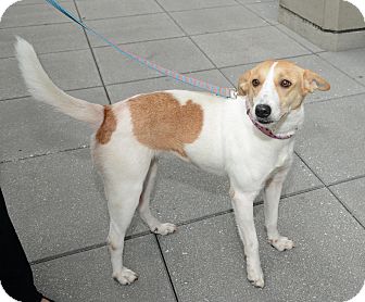 Beagle Mix Dog for Sale in New York, New York - Miss Mabel Beagle Mix Dog for Sale in New York, New York - Miss Mabel