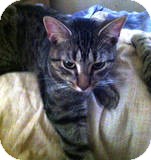 Domestic Shorthair Kitten for Sale in New York, New York - Chewy and Diva Domestic Shorthair Kitten for Sale in New York, New York - Chewy and Diva