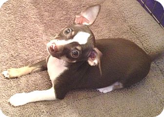 Chihuahua Puppy for Sale in Orlando, Florida - Chispy#2M Chihuahua Puppy for Sale in Orlando, Florida - Chispy#2M