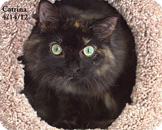 Domestic Longhair Cat for Sale in Gaithersburg, Maryland - Catrina Domestic Longhair Cat for Sale in Gaithersburg, Maryland - Catrina