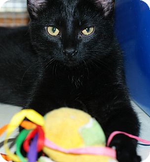 Domestic Shorthair Kitten for Sale in Pocahontas, Arkansas - Noko Domestic Shorthair Kitten for Sale in Pocahontas, Arkansas - Noko