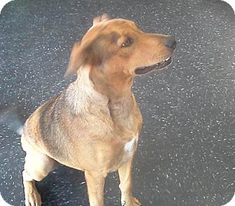 Labrador Retriever/German Shepherd Dog Mix Dog for Sale in Bedford, Texas - Indy Labrador Retriever/German Shepherd Dog Mix Dog for Sale in Bedford, Texas - Indy