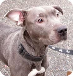 Labrador Retriever/Pit Bull Terrier Mix Dog for Sale in Medford, Massachusetts - Chickie Labrador Retriever/Pit Bull Terrier Mix Dog for Sale in Medford, Massachusetts - Chickie