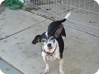 Chihuahua Dog for Sale in Atascadero, California - Vivian Chihuahua Dog for Sale in Atascadero, California - Vivian