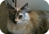 Ragdoll Cat for Sale in Ennis, Texas - Tarma Ragdoll Cat for Sale in Ennis, Texas - Tarma