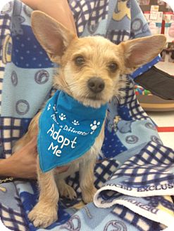 Terrier (Unknown Type, Small)/Corgi Mix Dog for Sale in Brea, California - Romeo & Lucky Terrier (Unknown Type, Small)/Corgi Mix Dog for Sale in Brea, California - Romeo & Lucky