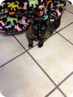 Domestic Shorthair Cat for Sale in Chippewa Falls, Wisconsin - Mirrah Domestic Shorthair Cat for Sale in Chippewa Falls, Wisconsin - Mirrah