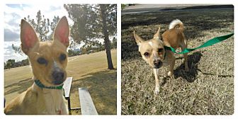 Chihuahua Mix Dog for Sale in Scottsdale, Arizona - Bronson Chihuahua Mix Dog for Sale in Scottsdale, Arizona - Bronson