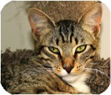 Domestic Shorthair Cat for Sale in El Cajon, California - Bacio Domestic Shorthair Cat for Sale in El Cajon, California - Bacio