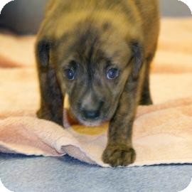 Shepherd (Unknown Type)/Chow Chow Mix Puppy for Sale in Gainesville, Florida - Preston Shepherd (Unknown Type)/Chow Chow Mix Puppy for Sale in Gainesville, Florida - Preston