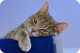American Shorthair Cat for Sale in Victor, New York - Capo American Shorthair Cat for Sale in Victor, New York - Capo
