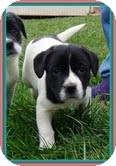 Border Collie/Beagle Mix Puppy for Sale in Windham, New Hampshire - Oreo Border Collie/Beagle Mix Puppy for Sale in Windham, New Hampshire - Oreo