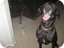 Great Dane Mix Dog for Sale in Phoenix, Arizona - Harley Great Dane Mix Dog for Sale in Phoenix, Arizona - Harley