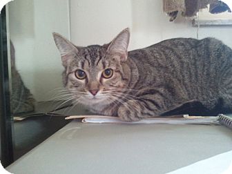 Domestic Shorthair Cat for Sale in Fairborn, Ohio - Lily (Tiger Lily) Domestic Shorthair Cat for Sale in Fairborn, Ohio - Lily (Tiger Lily)