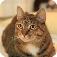 Domestic Shorthair Cat for Sale in Albany, New York - Gabby Domestic Shorthair Cat for Sale in Albany, New York - Gabby