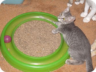 Domestic Shorthair Kitten for Sale in Scottsdale, Arizona - Bonnie-face fascination Domestic Shorthair Kitten for Sale in Scottsdale, Arizona - Bonnie-face fascination