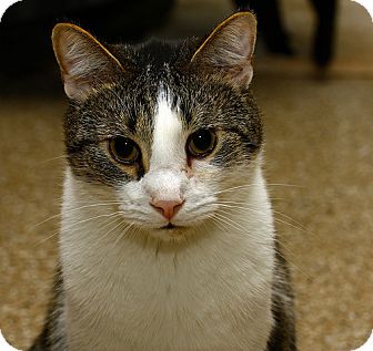 American Shorthair Cat for Sale in Lombard, Illinois - Cricket American Shorthair Cat for Sale in Lombard, Illinois - Cricket