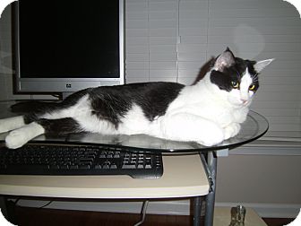Domestic Shorthair Cat for Sale in Sterling, Virginia - Pele Domestic Shorthair Cat for Sale in Sterling, Virginia - Pele