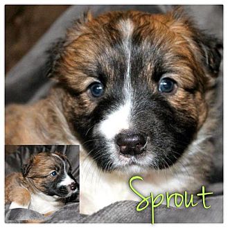 Jack Russell Terrier/American Pit Bull Terrier Mix Puppy for Sale in Westland, Michigan - Sprout Jack Russell Terrier/American Pit Bull Terrier Mix Puppy for Sale in Westland, Michigan - Sprout