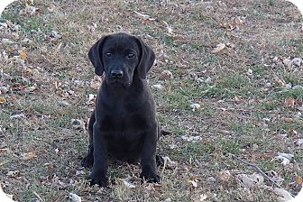 Labrador Retriever Mix Puppy for Sale in Bedford, Virginia - shadoe Labrador Retriever Mix Puppy for Sale in Bedford, Virginia - shadoe