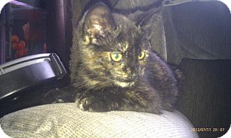 Domestic Shorthair Kitten for Sale in Emsdale (Huntsville), Ontario - Tori - Born in May! Domestic Shorthair Kitten for Sale in Emsdale (Huntsville), Ontario - Tori - Born in May!