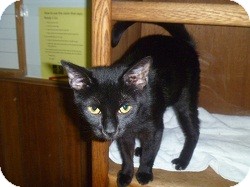 Domestic Shorthair Cat for Sale in Hamburg, New York - Maura Domestic Shorthair Cat for Sale in Hamburg, New York - Maura