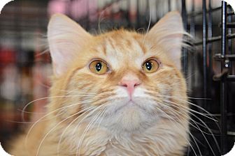 Maine Coon Cat for Sale in Harrisburg, North Carolina - Elliotte Maine Coon Cat for Sale in Harrisburg, North Carolina - Elliotte