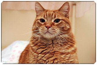 Domestic Shorthair Cat for Sale in Sterling Heights, Michigan - Clem - ADOPTED! Domestic Shorthair Cat for Sale in Sterling Heights, Michigan - Clem - ADOPTED!