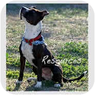 Boston Terrier/American Staffordshire Terrier Mix Dog for Sale in Los Angeles, California - Buttons Boston Terrier/American Staffordshire Terrier Mix Dog for Sale in Los Angeles, California - Buttons