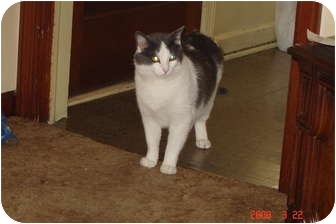 Domestic Shorthair Cat for Sale in West Dundee, Illinois - Smokey Domestic Shorthair Cat for Sale in West Dundee, Illinois - Smokey