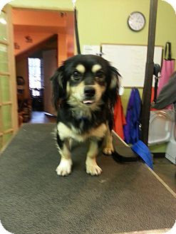 Spaniel (Unknown Type)/Chihuahua Mix Dog for Sale in Brattleboro, Vermont - Tailz Spaniel (Unknown Type)/Chihuahua Mix Dog for Sale in Brattleboro, Vermont - Tailz
