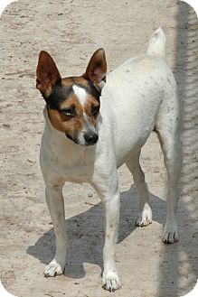 Jack Russell Terrier Dog for Sale in san antonio, Texas - Trevor Jack Russell Terrier Dog for Sale in san antonio, Texas - Trevor