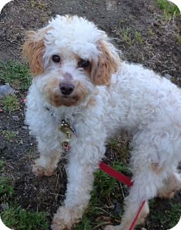 Goldendoodle/Poodle (Miniature) Mix Dog for adption in W. Warwick, Rhode Island - RI-CHANCE