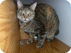 Domestic Shorthair Cat for Sale in Hamburg, New York - Ingrid Domestic Shorthair Cat for Sale in Hamburg, New York - Ingrid