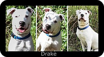 American Bulldog Mix Dog for Sale in Bartow, Florida - Drake American Bulldog Mix Dog for Sale in Bartow, Florida - Drake