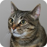 Domestic Shorthair Cat for Sale in Albany, New York - Buddha Domestic Shorthair Cat for Sale in Albany, New York - Buddha