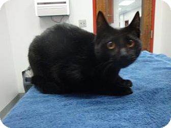Domestic Shorthair Cat for Sale in Gainesville, Florida - Larry Domestic Shorthair Cat for Sale in Gainesville, Florida - Larry