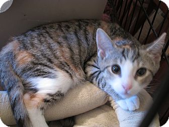 Domestic Shorthair Kitten for Sale in Acme, Pennsylvania - Holly Domestic Shorthair Kitten for Sale in Acme, Pennsylvania - Holly