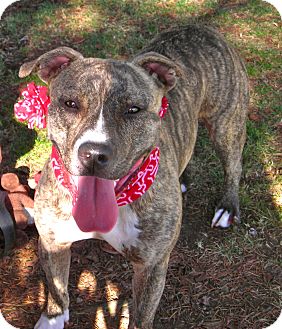 American Pit Bull Terrier Mix Dog for Sale in El Cajon, California - B.B. American Pit Bull Terrier Mix Dog for Sale in El Cajon, California - B.B.