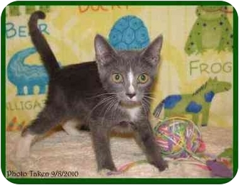 Domestic Shorthair Kitten for Sale in Orlando, Florida - Hamilton Domestic Shorthair Kitten for Sale in Orlando, Florida - Hamilton