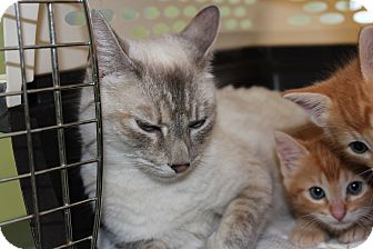 Siamese Cat for Sale in santa monica, California - Lillian Siamese Cat for Sale in santa monica, California - Lillian